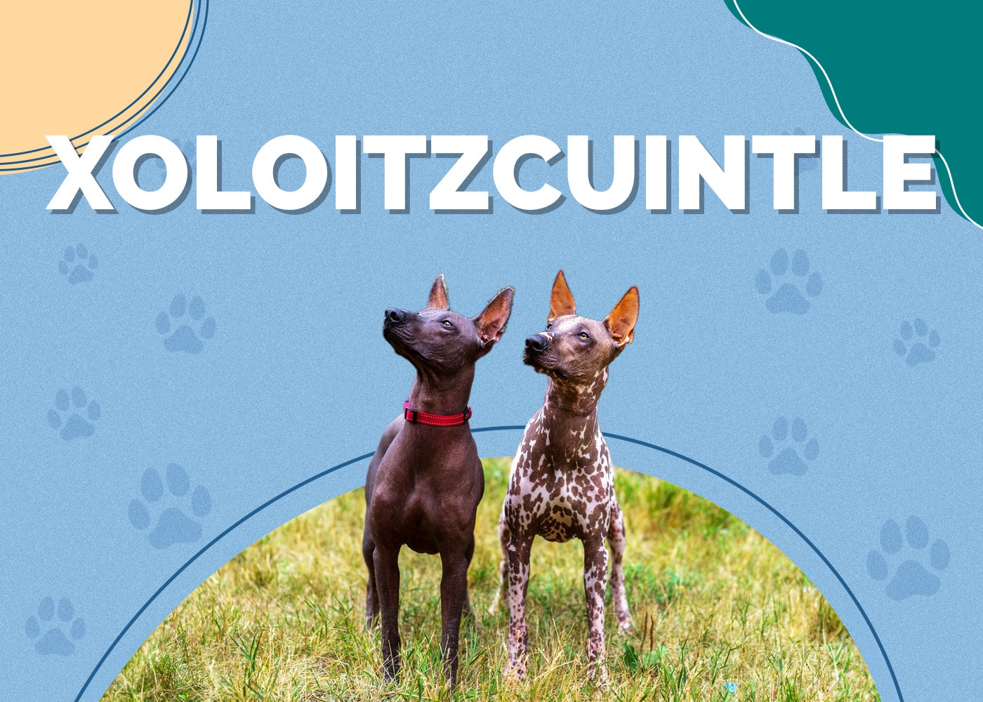Xoloitzcuintle