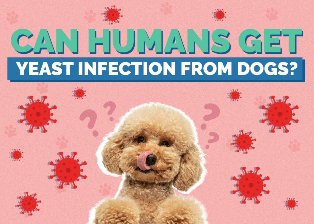 Can Humans Get Yeast Infection From Dogs