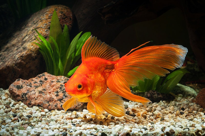 Goldfish in aquarium