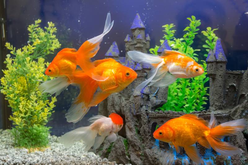 goldfish in the aquarium water close up