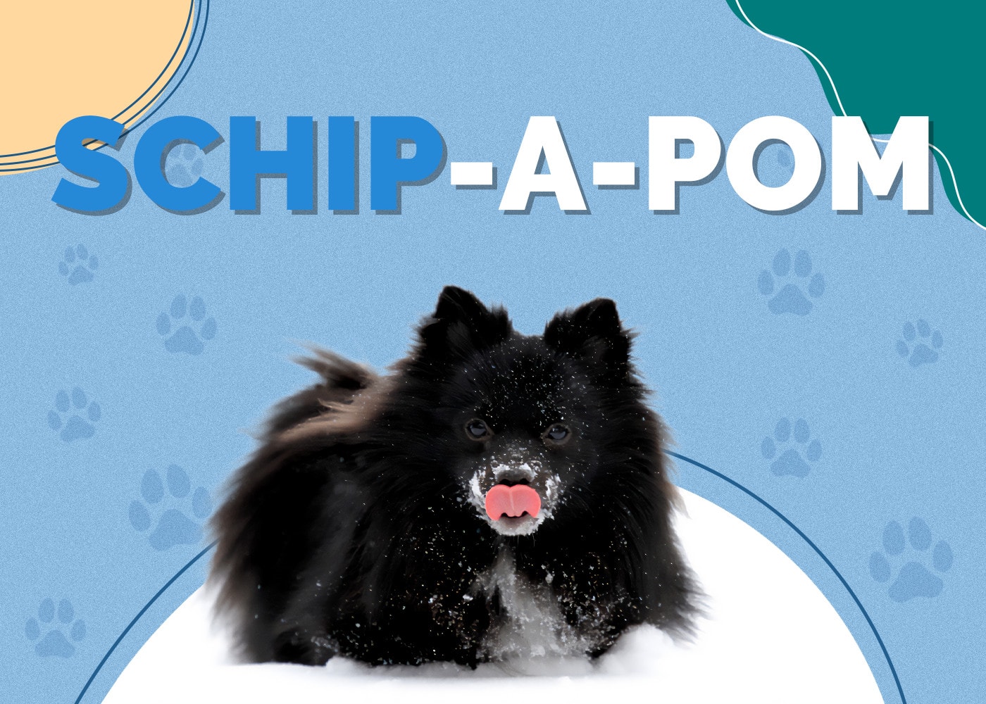 Schip-A-Pom (Schipperke & Pomeranian Mix)
