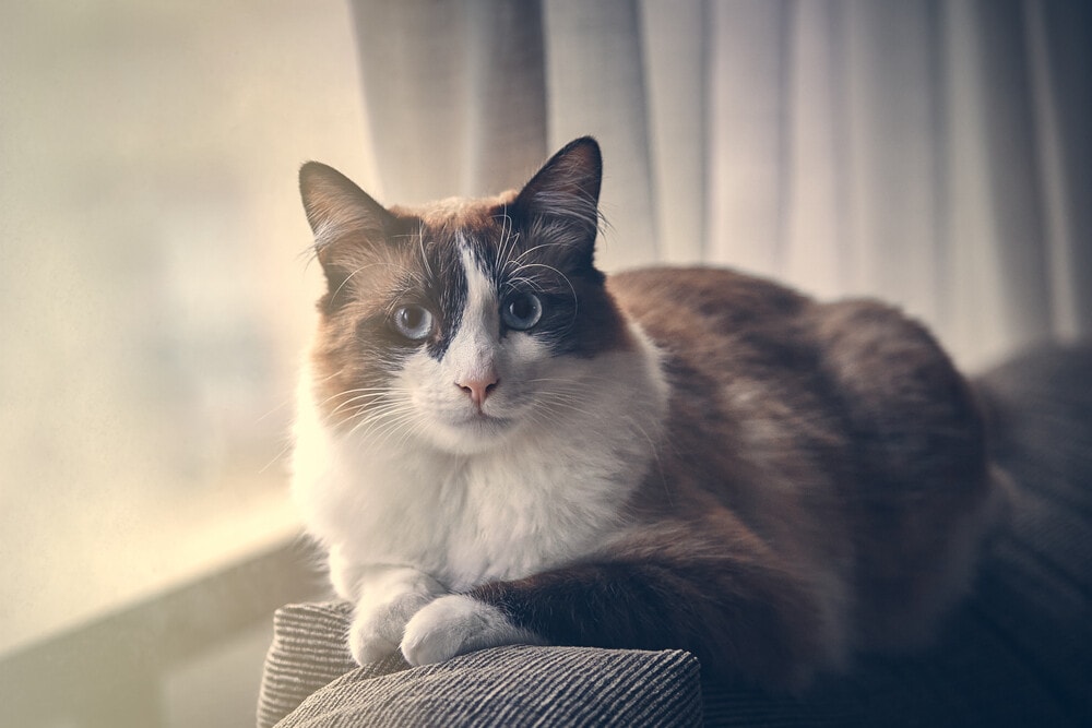Ragdoll Snowshoe cat with blue eyes