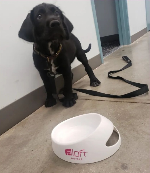 Aloft St. Louis Cortex