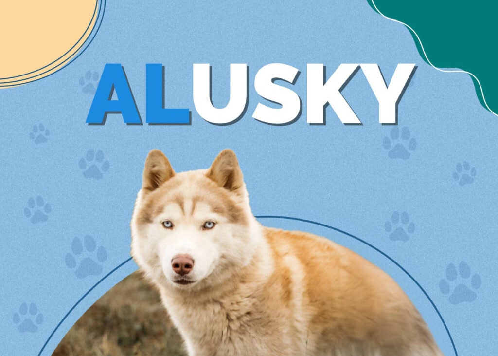 Alusky (Alaskan Malamute & Siberian Husky Mix)