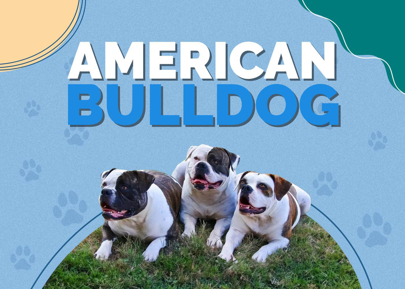 American Bulldog