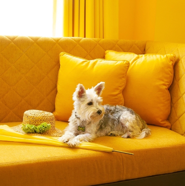 Angad Arts Hotel St Louis