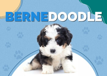 Bernedoodle (Bernese Mountain Dog & Poodle Mix): Info, Pictures & More