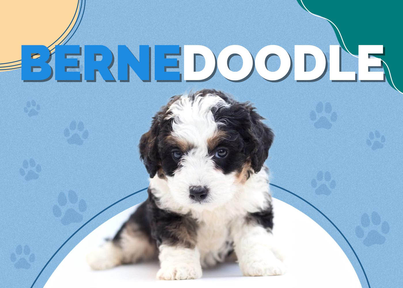 Bernedoodle