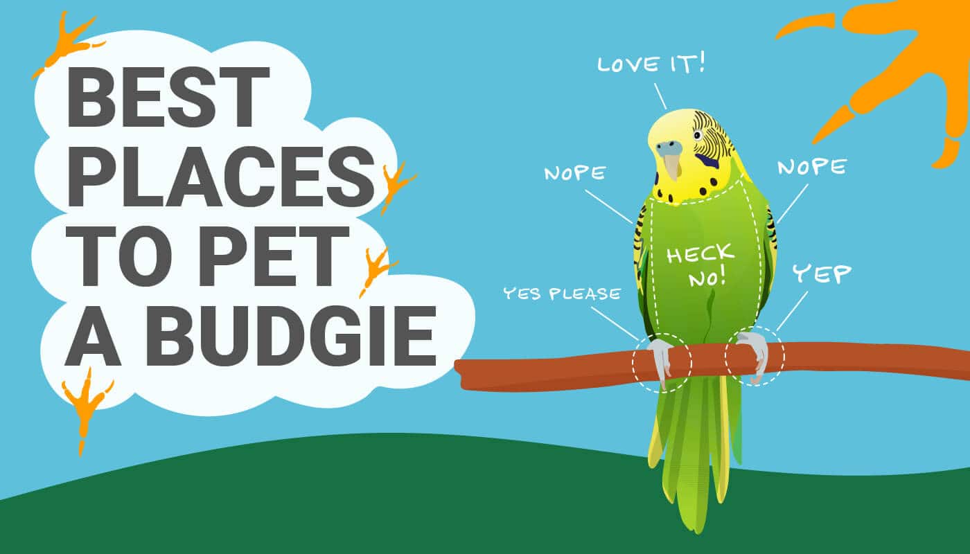 Best place to pet a budgie