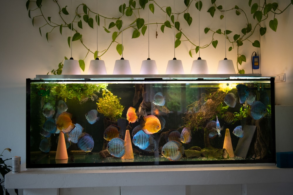 Big aquarium with colorful discus fishes