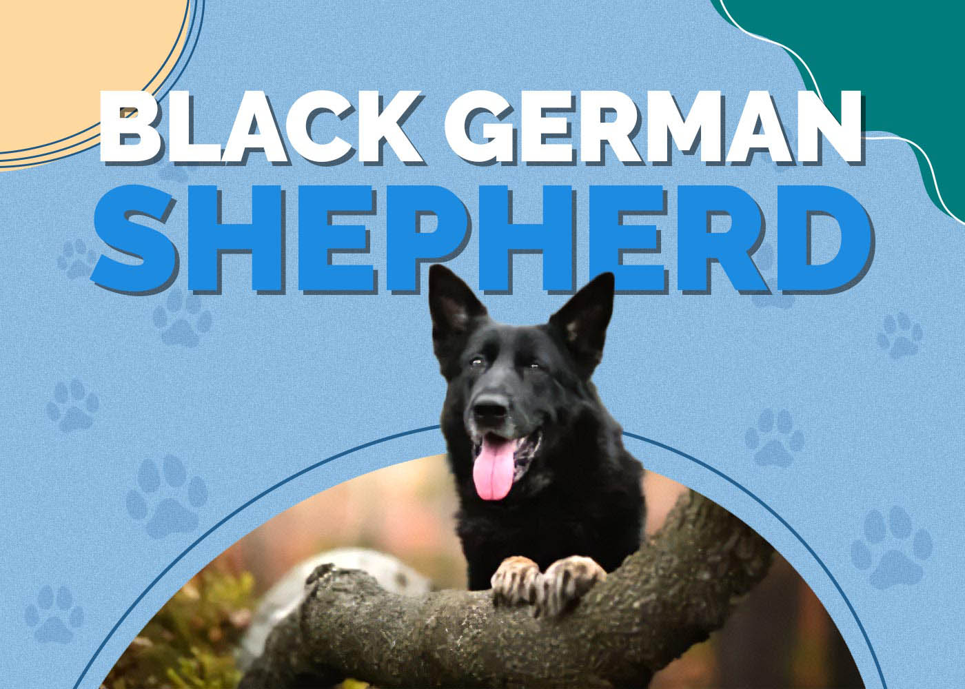 Black German Shepherd