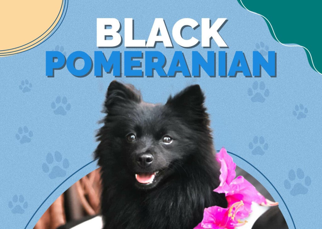 Black Pomeranian