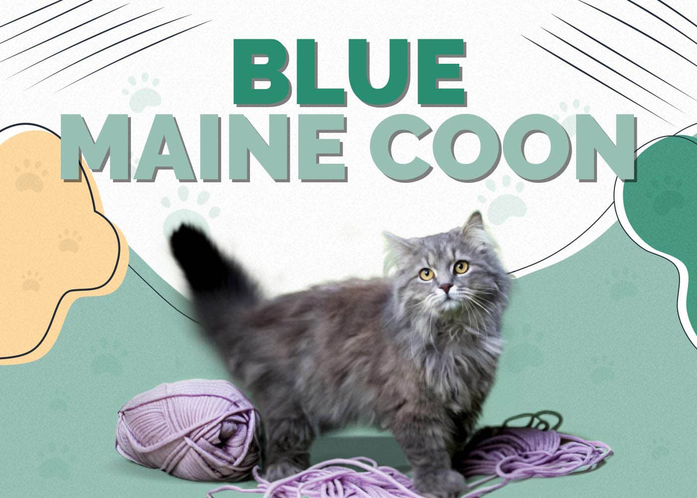 Blue Maine Coon
