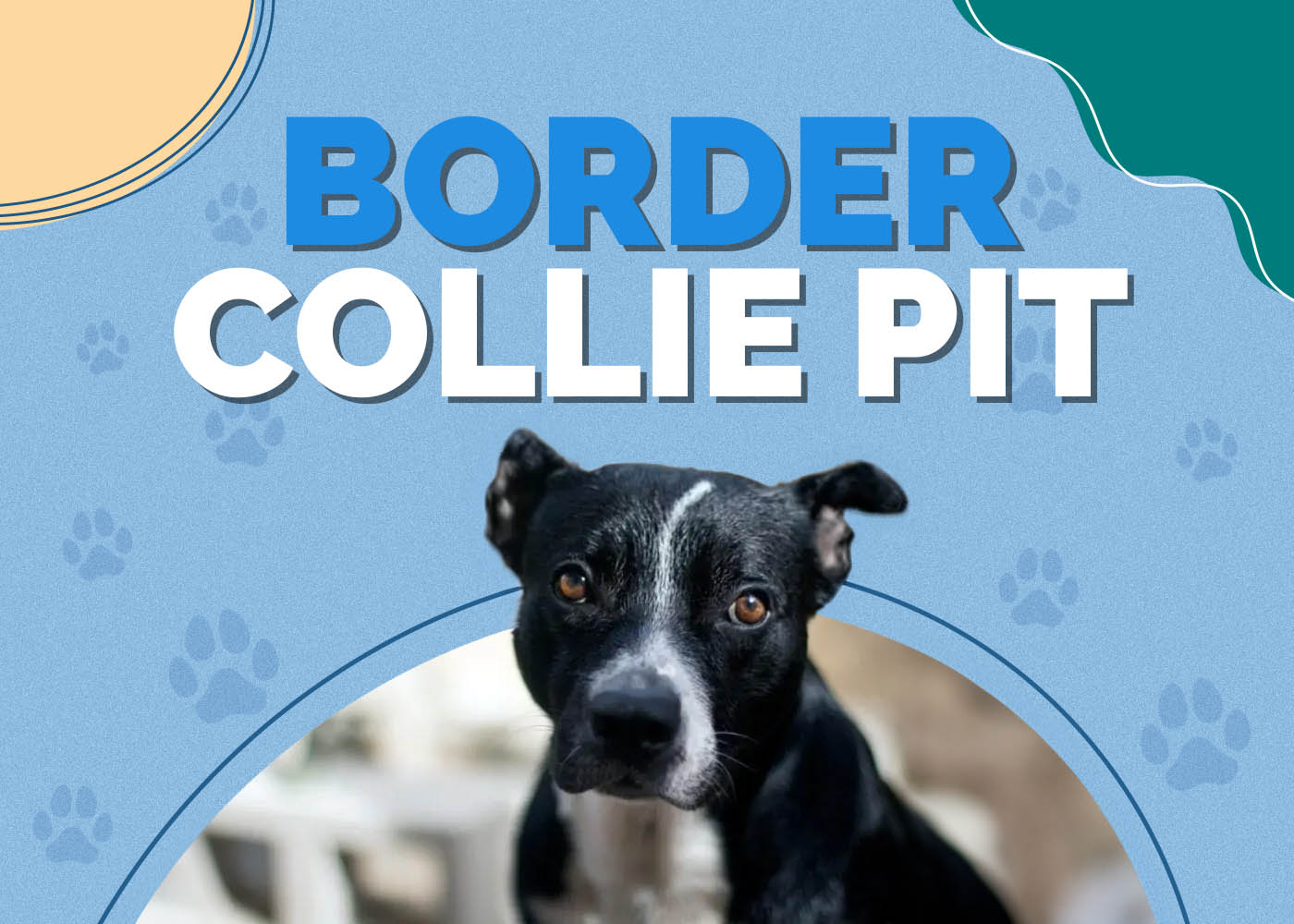 Border Collie Pit (Border Collie & Pitbull Mix)