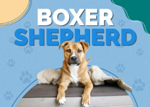 Boxer Shepherd (German Shepherd & Boxer Mix): Info, Pictures ...