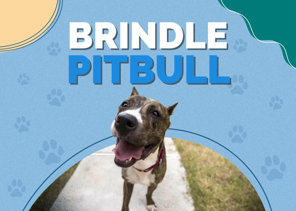 Brindle Pitbull Dog
