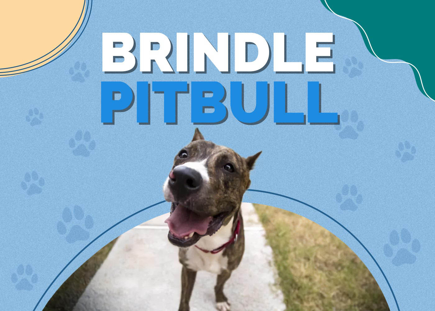 Brindle Pitbull Dog