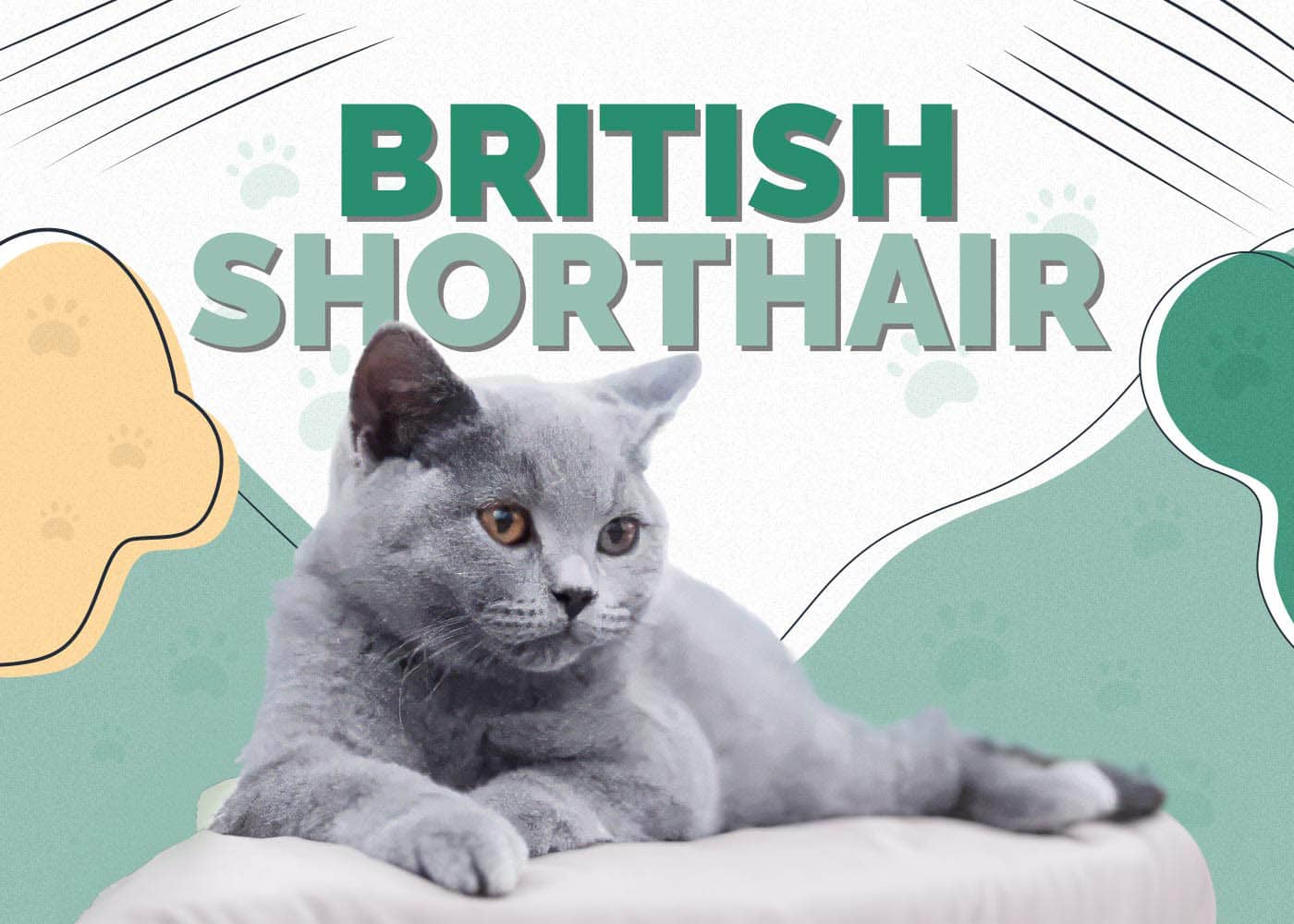 British Shorthair Cat