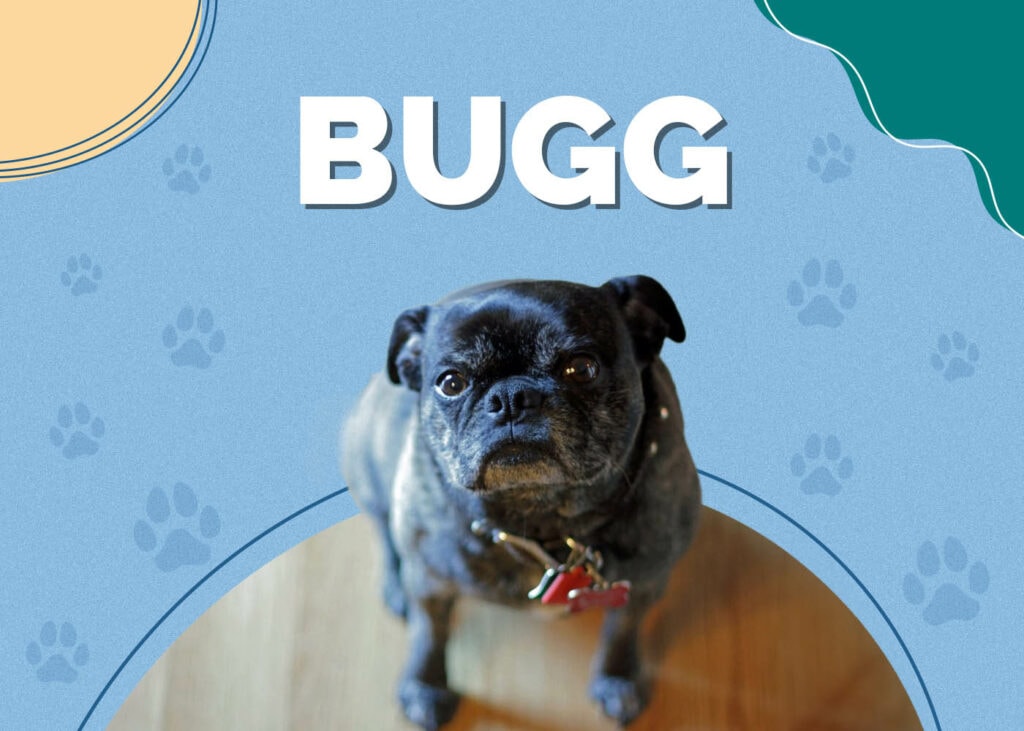 Bugg (Pug & Boston Terrier Mix)