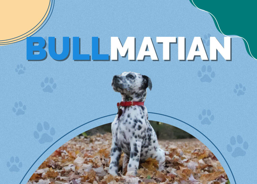 Bullmatian (Bulldog & Dalmatian Mix)