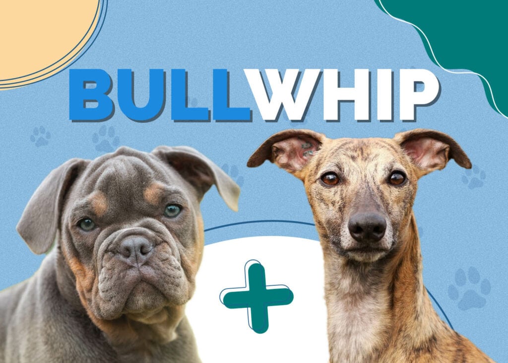 Bullwhip Dog (Whippet Bulldog Mix)