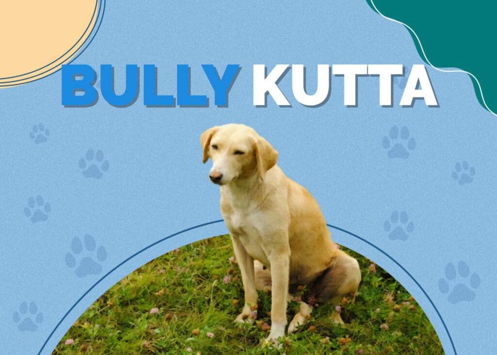 Bully Kutta
