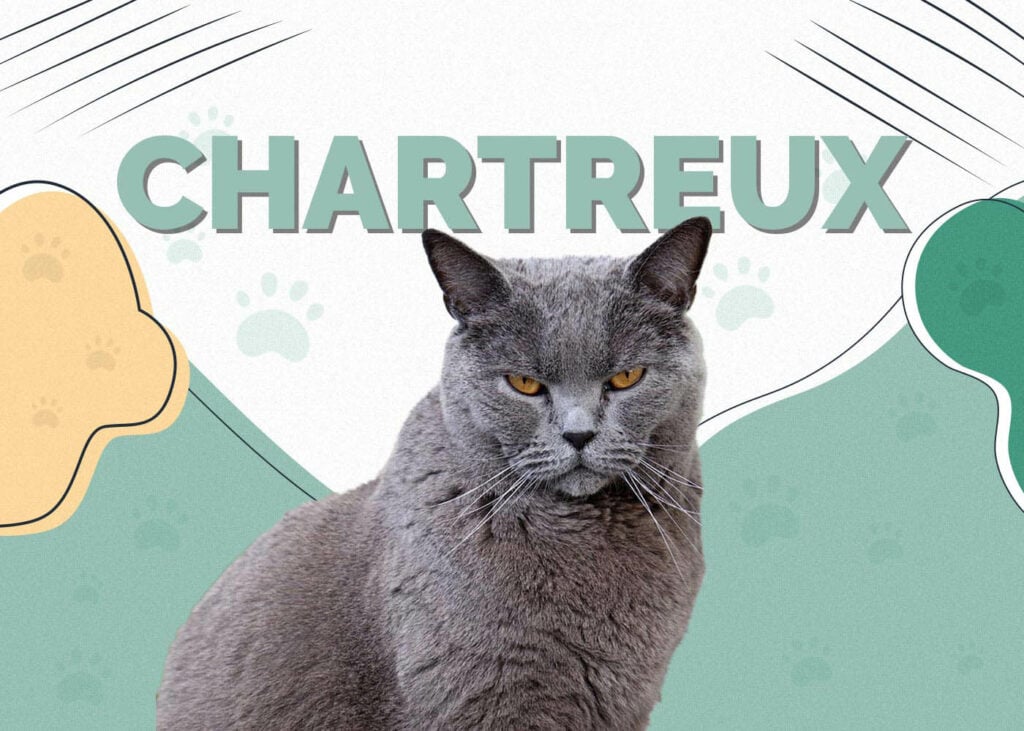Chartreux Cat