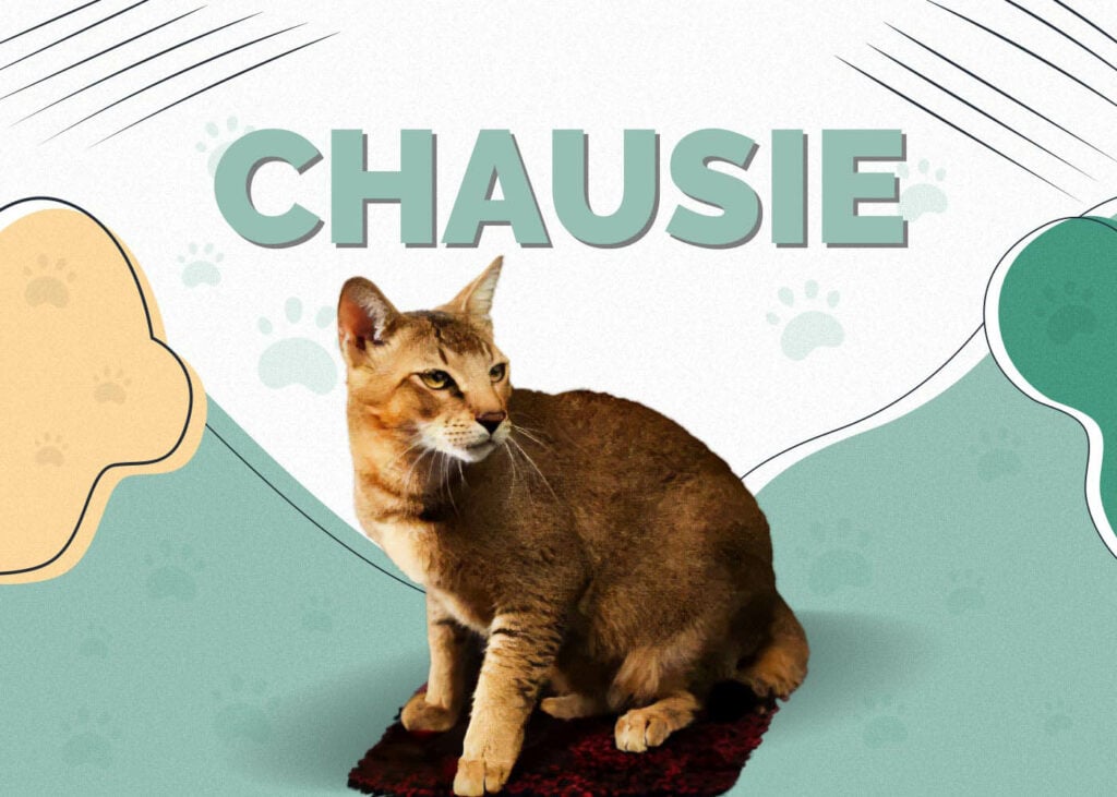 Chausie Cat