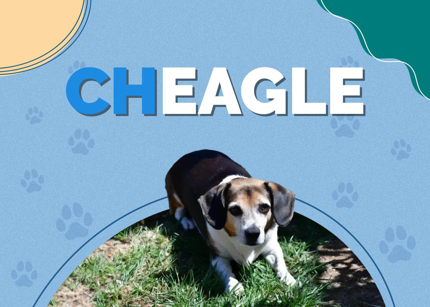 Cheagle (Chihuahua Beagle Mix)