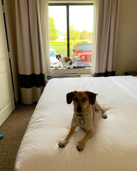 Comfort Suites Speedway Kansas City