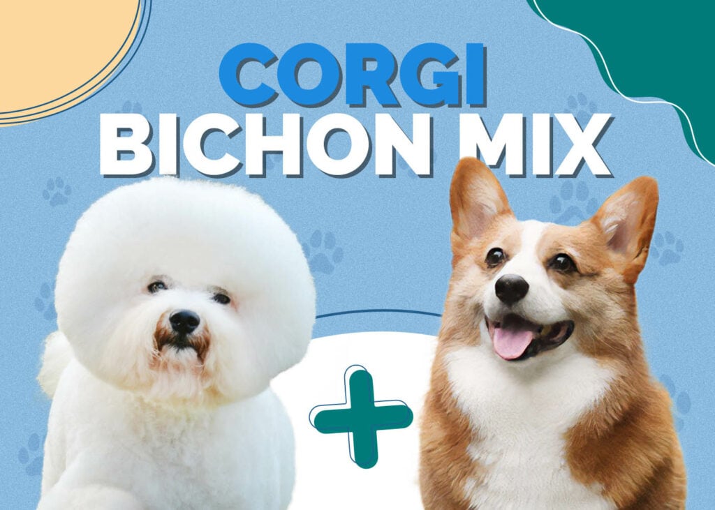 Corgi Bichon Mix