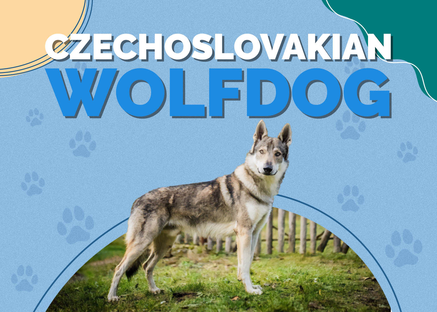 Czechoslovakian Wolfdog (Czechoslovakian Vlcak)