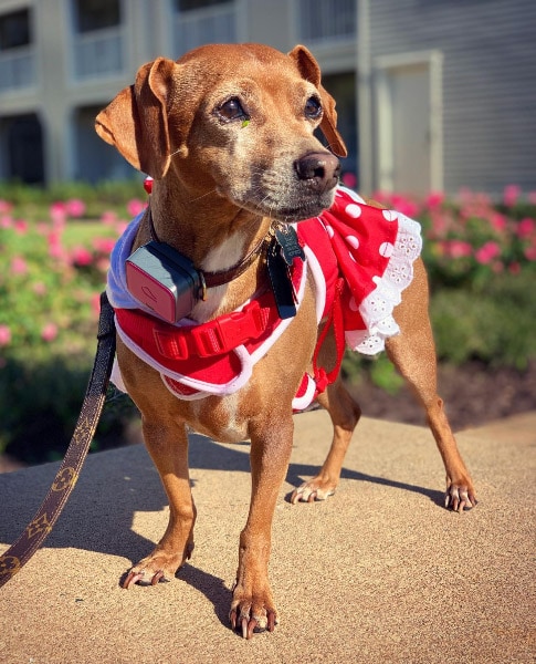 Disney’s Yacht Club Resort, Florida
