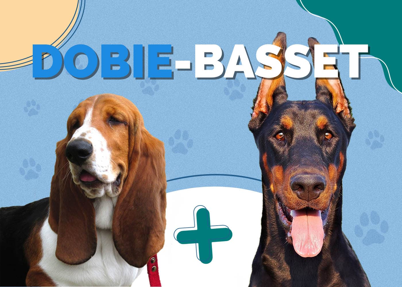 Doberman Basset Hound Mix (Dobie-Basset)