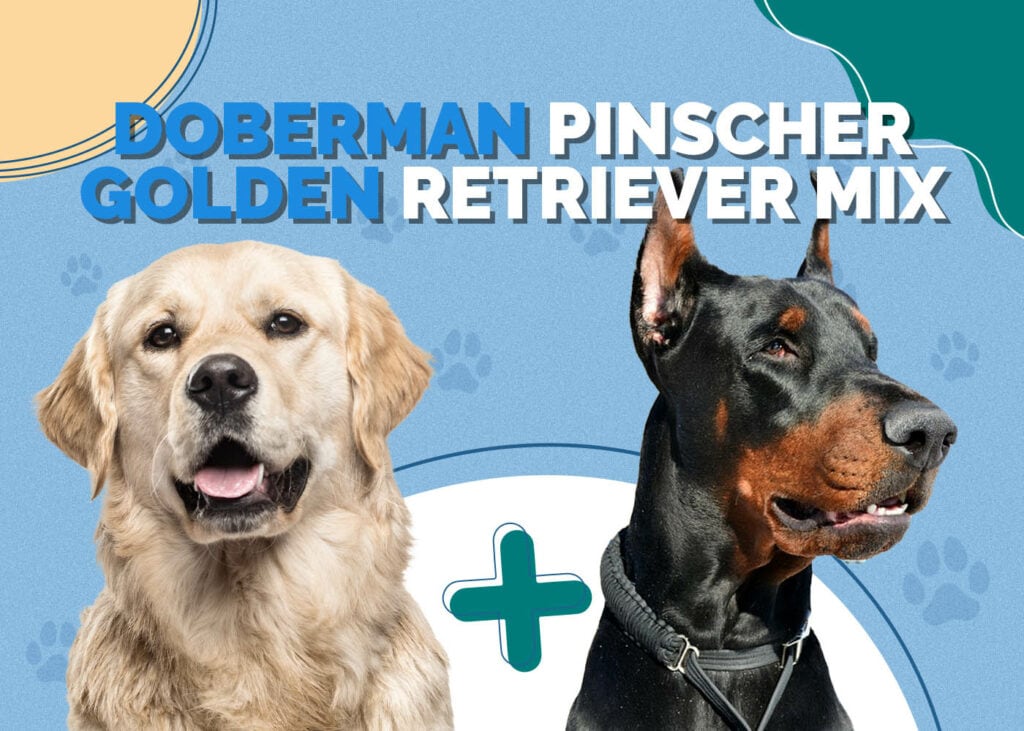 Doberman Pinscher Golden Retriever Mix