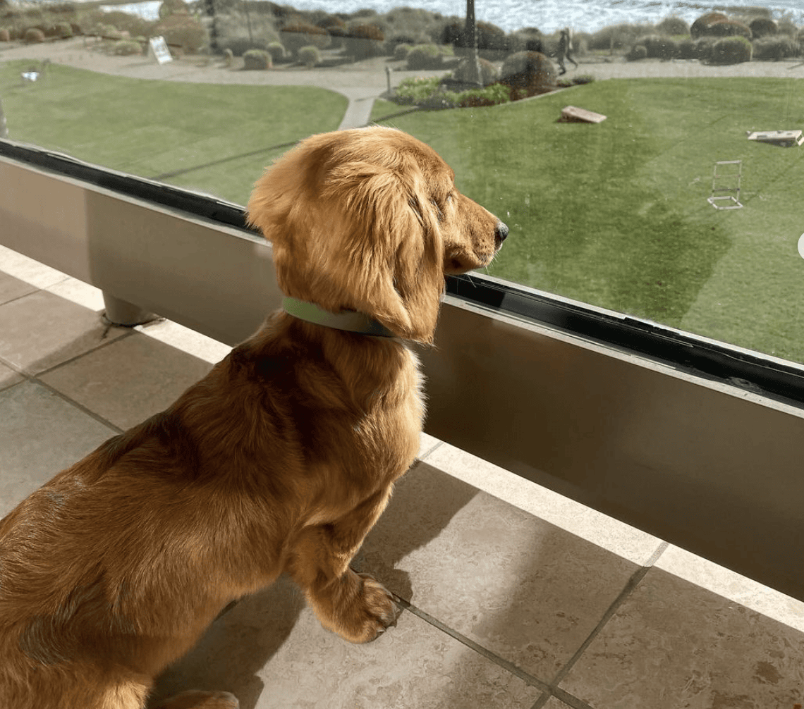 Dolphin Bay Resort and Spa