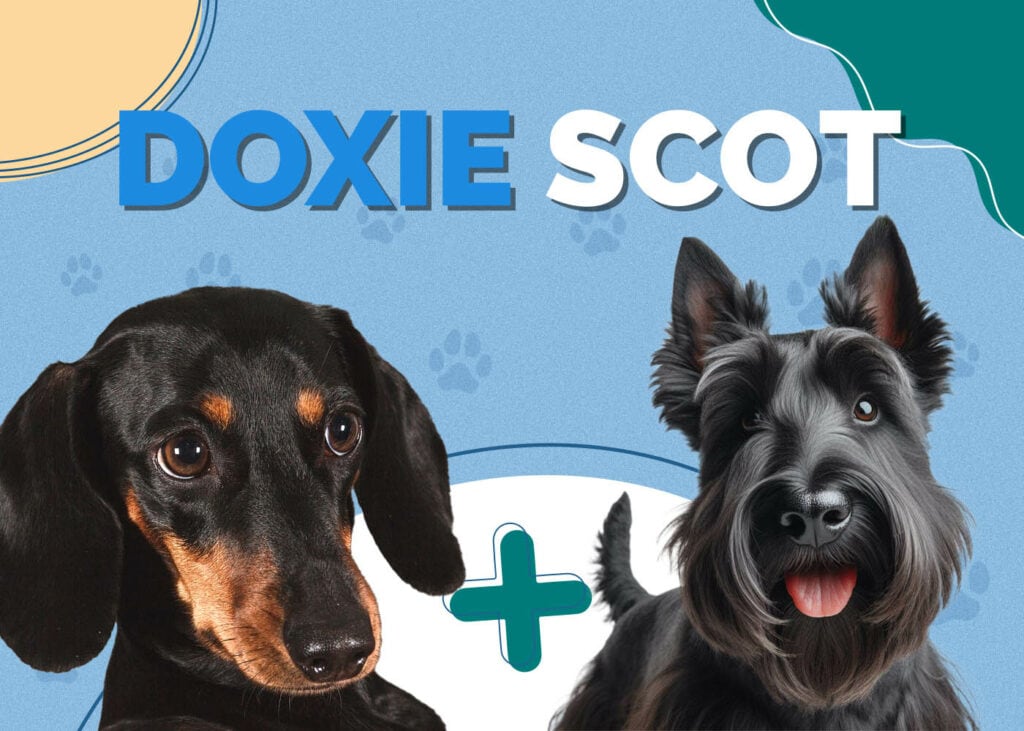 Doxie Scot (Dachshund & Scottish Terrier Mix)