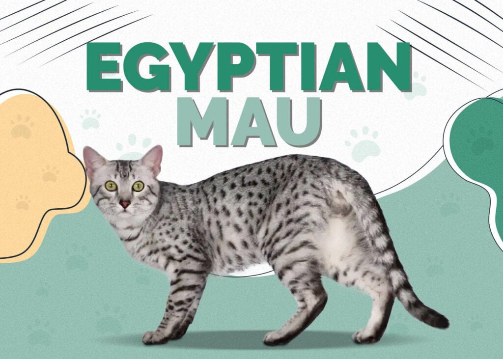 Egyptian Mau
