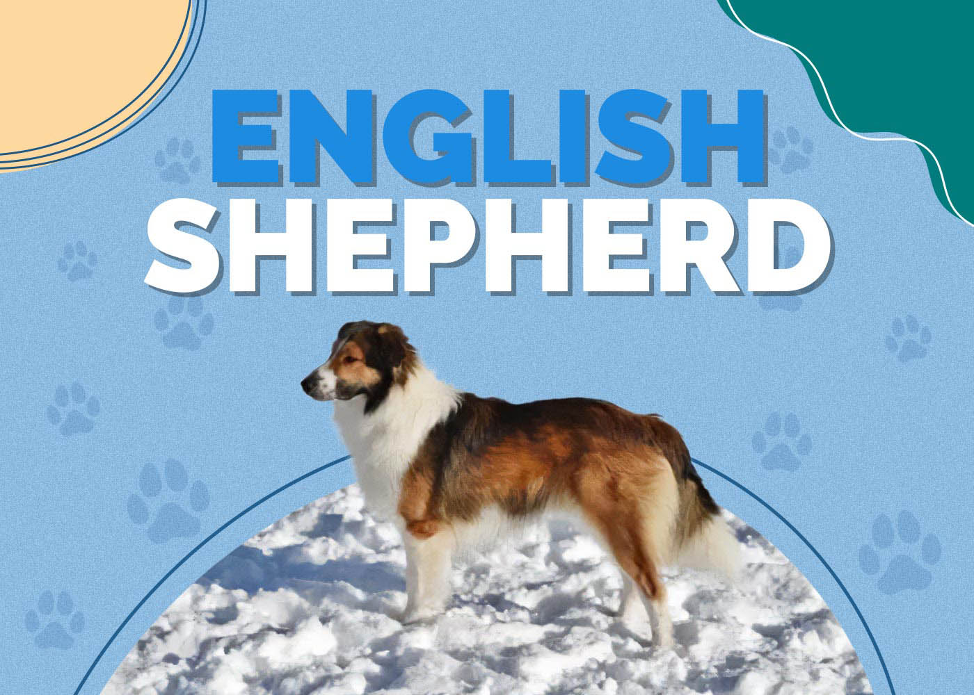 English Shepherd