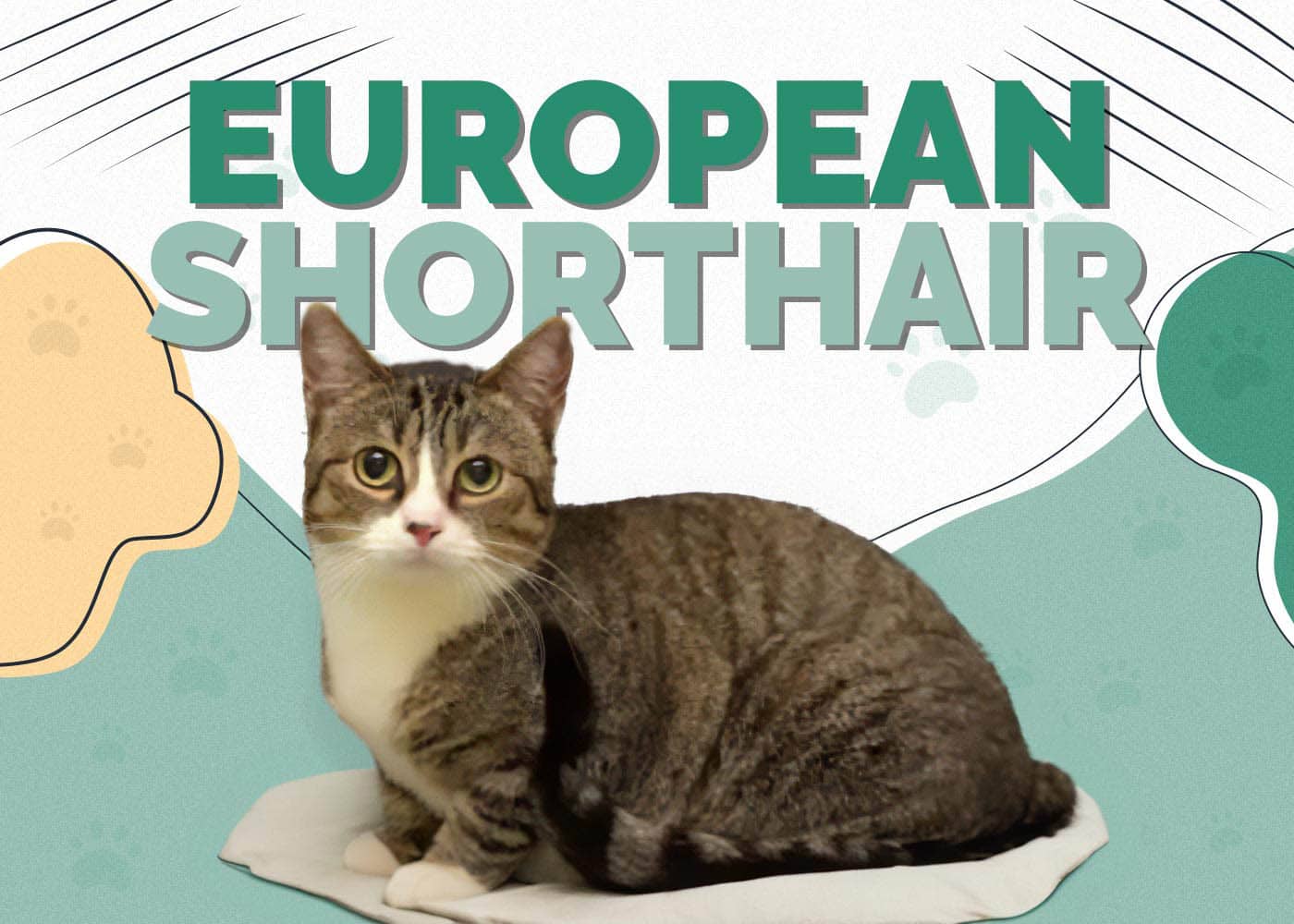 European Shorthair Cat