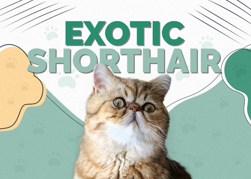 Exotic Shorthair Cat