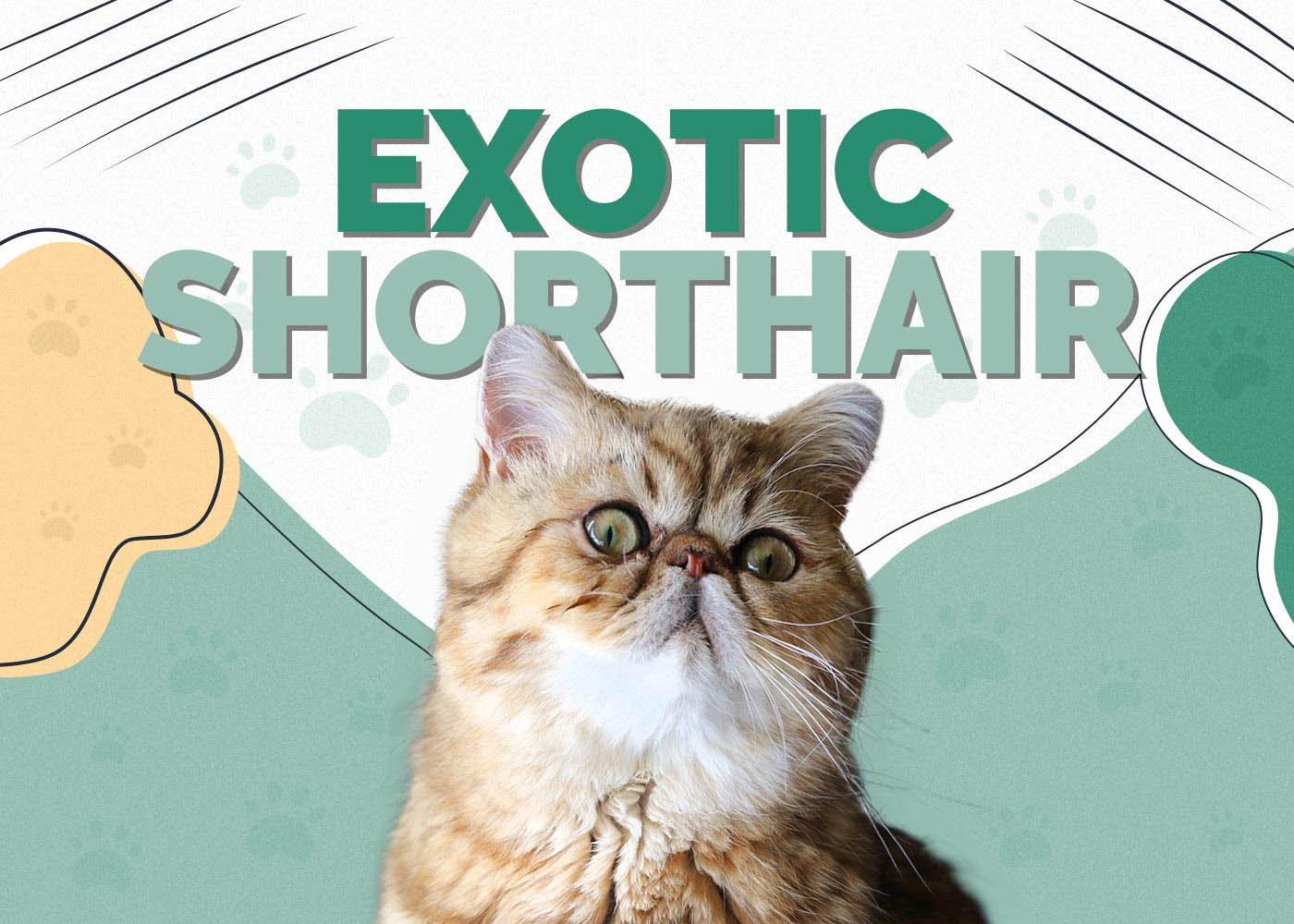 Exotic Shorthair Cat