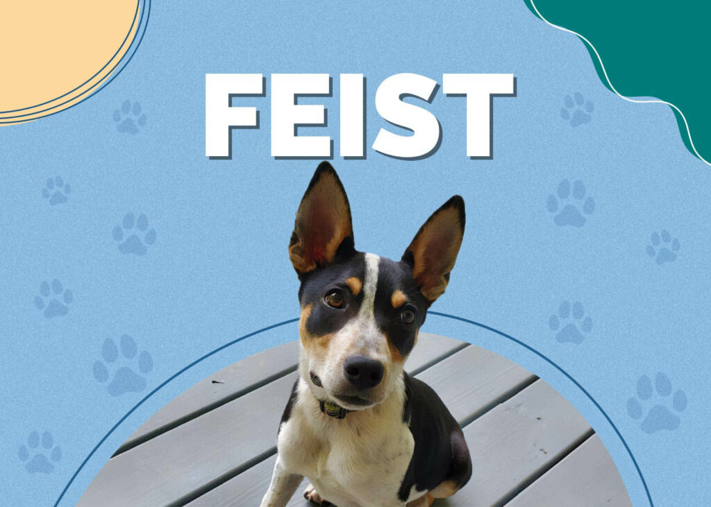 Feist