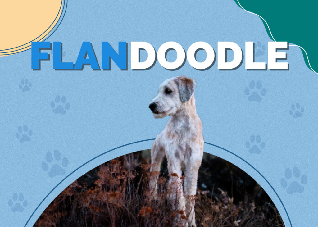 Flandoodle (Bouvier des Flandres & Poodle Mix)