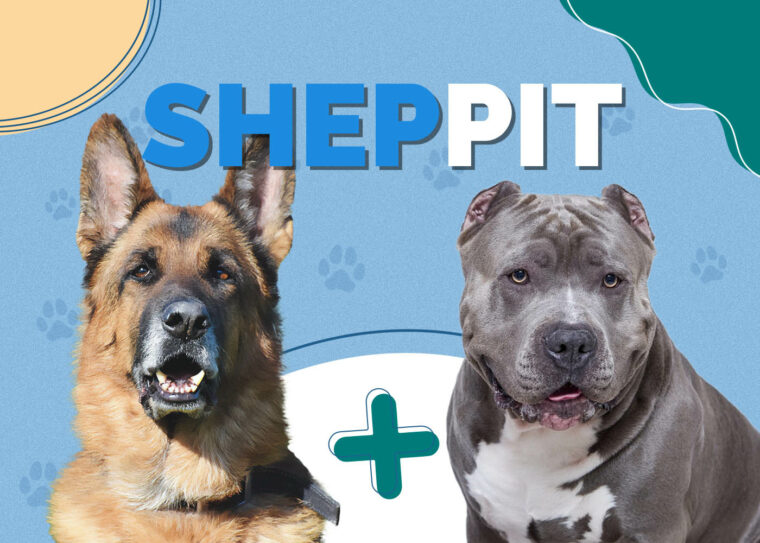 Sheppit German Shepherd Pit Mix (Sheppit): Info, Pictures, Characteristics ...