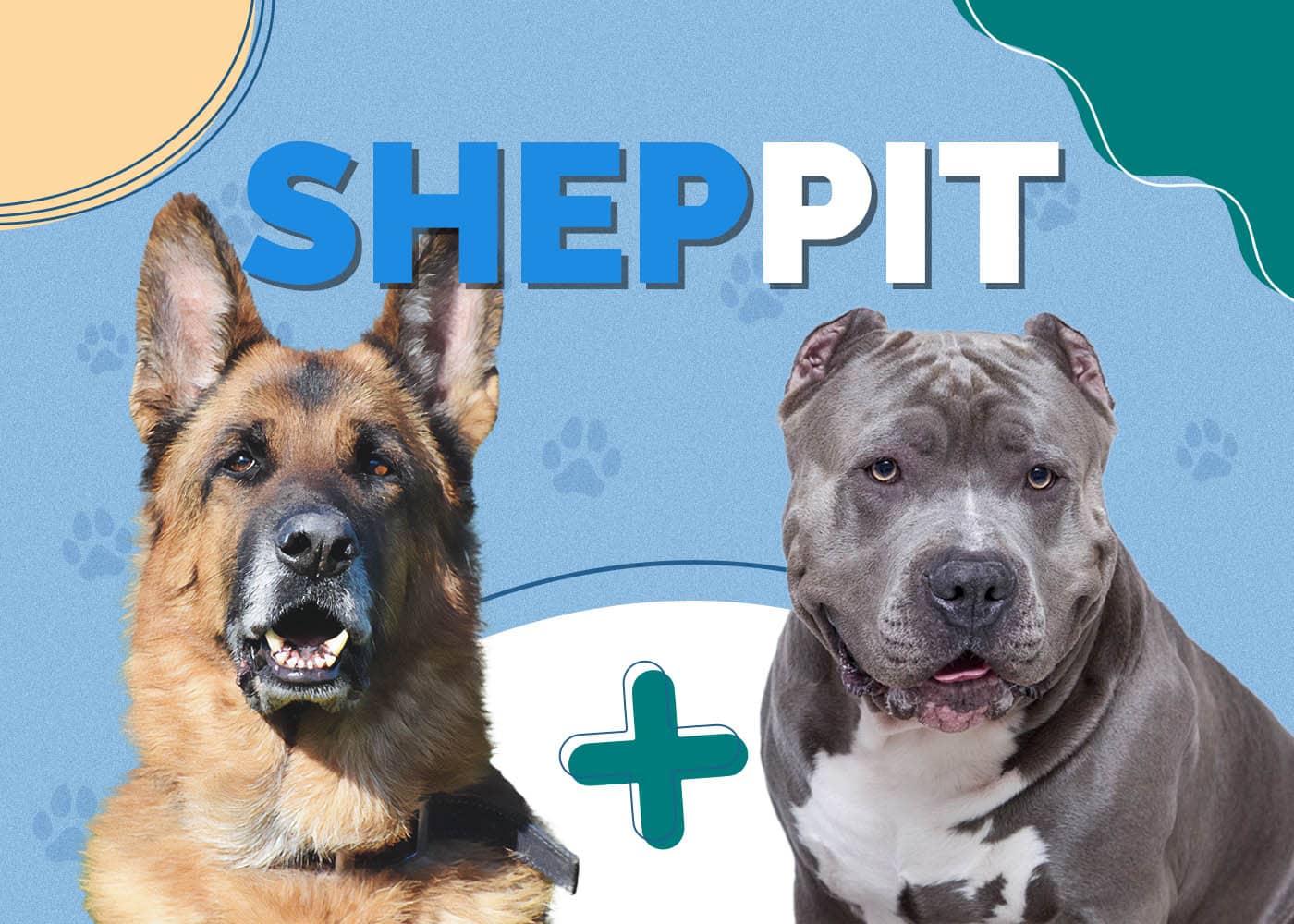 German Shepherd Pit Mix (Sheppit)