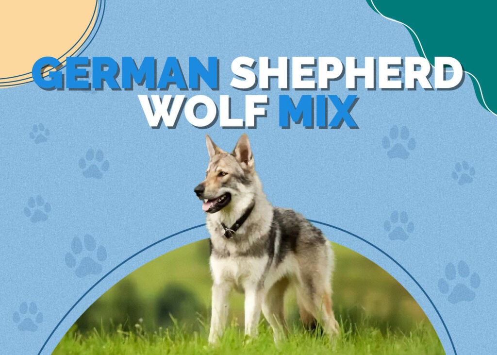 German Shepherd Wolf Mix