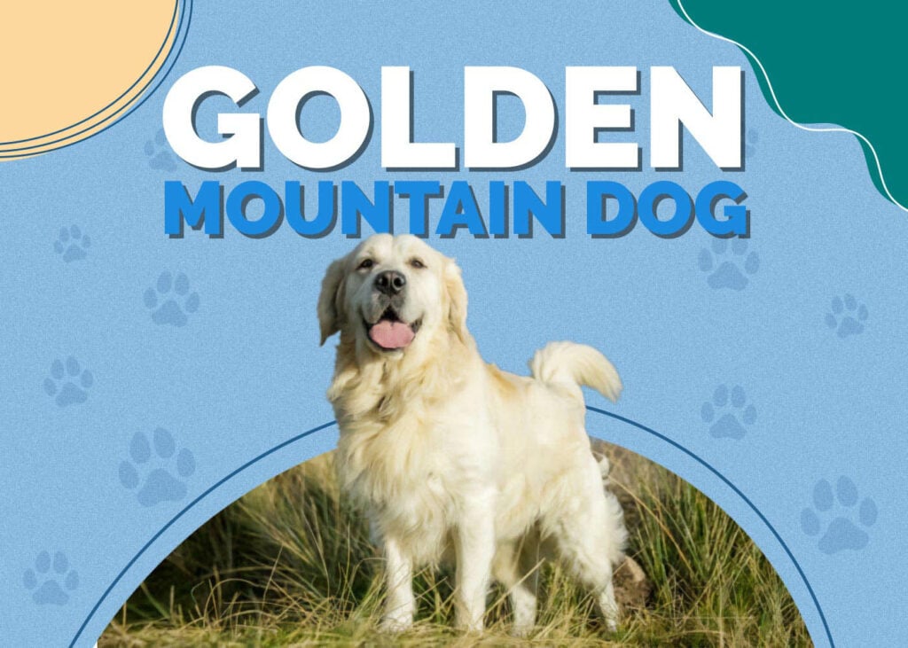 Golden Mountain Dog