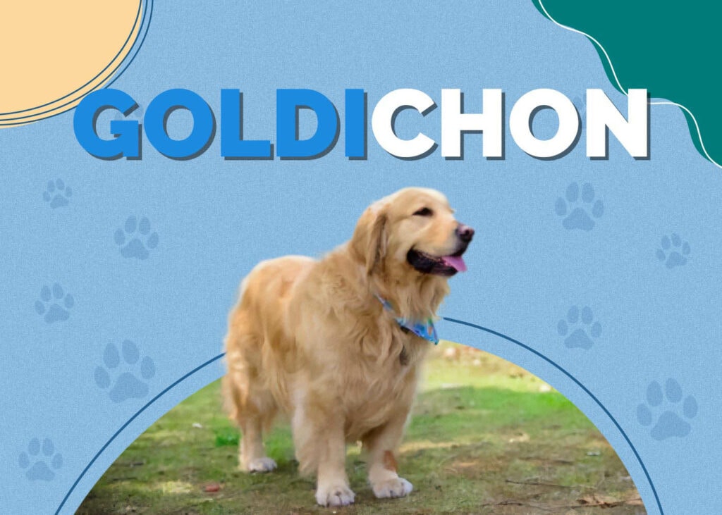 Goldichon (Golden Retriever & Bichon Frise Mix)