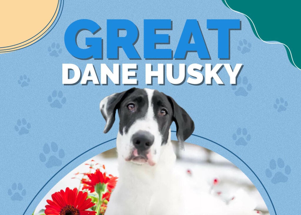 Great Dane Husky Mix